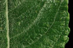 Salix cinerea. Upper leaf surface.
 Image: D. Glenny © Landcare Research 2020 CC BY 4.0